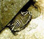 Skelett eines kleinwchsigen Rindes, vergraben um 1300