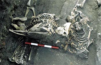 Foto: Skelett mit Merkmalen einer anatomischen Untersuchung